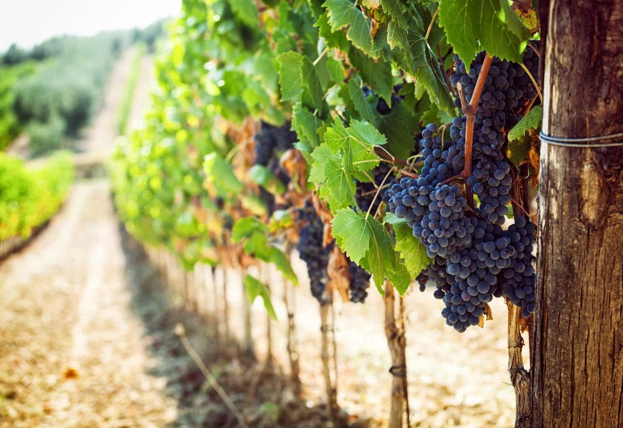 Ekstremne vrućine mijenjaju vinogradarstvo u Hercegovini: Stručnjaci predstavili moguća rješenja