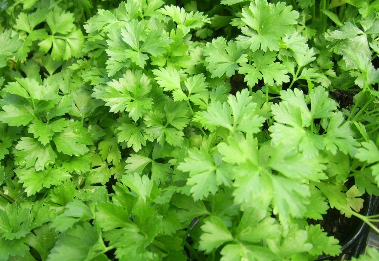 6 začina koji imaju više vitamina C nego što mislite