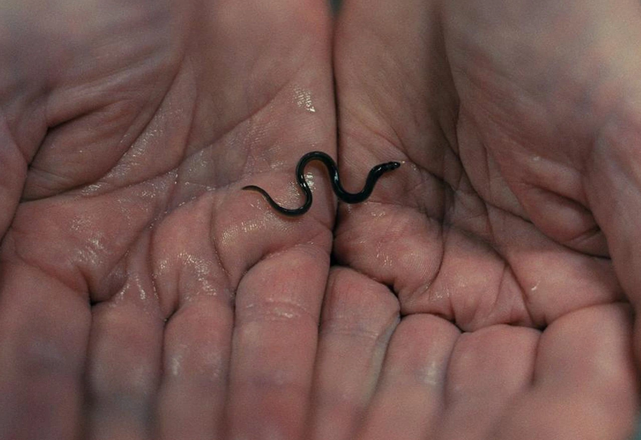 U Europi cvjeta krijumčarsko tržište vrijednije od droge, "robe" ima i u BiH