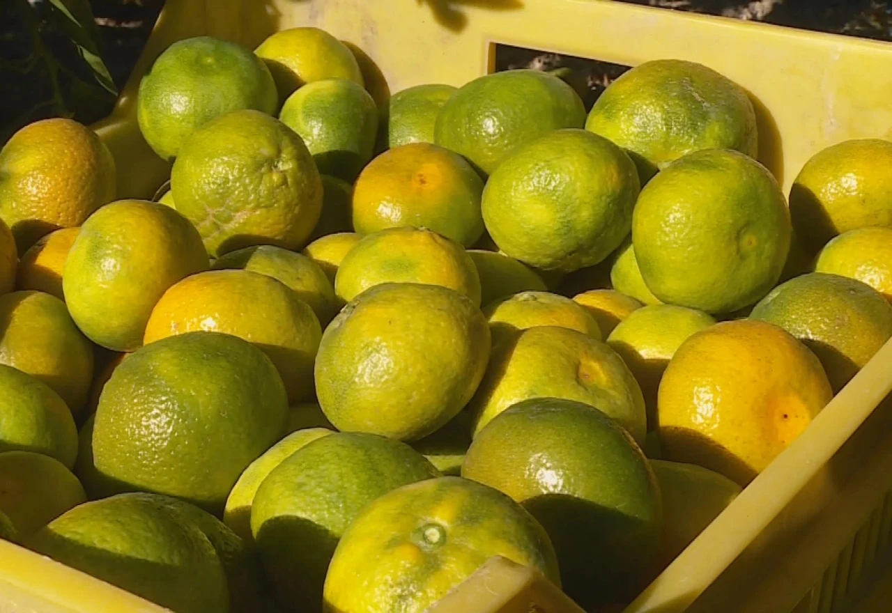 Počela berba neretvanskih mandarina, suša ostavila traga