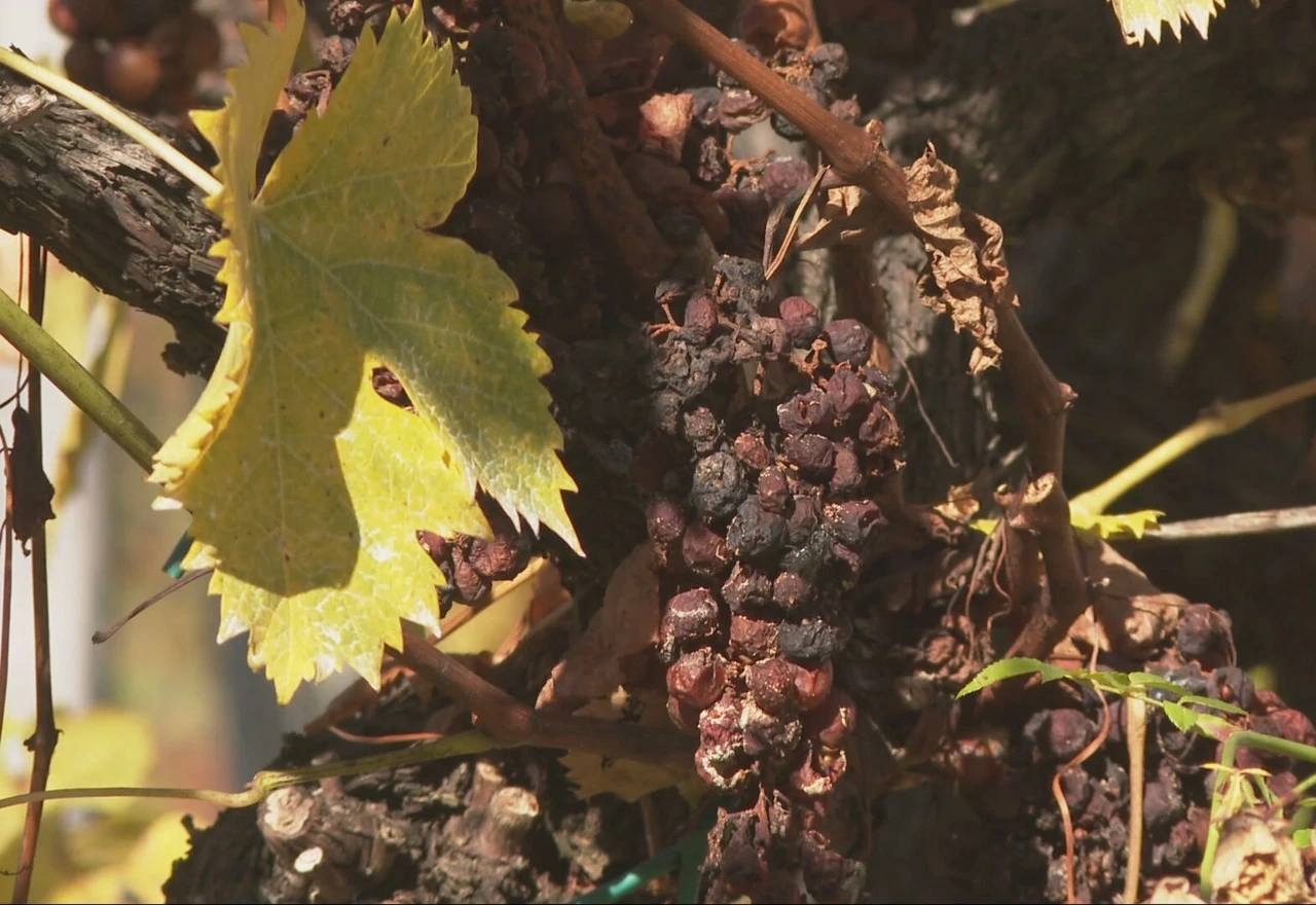 Bolest pustoši vinograde: "U 37 godina rada nisam vidio toliko pošasti"