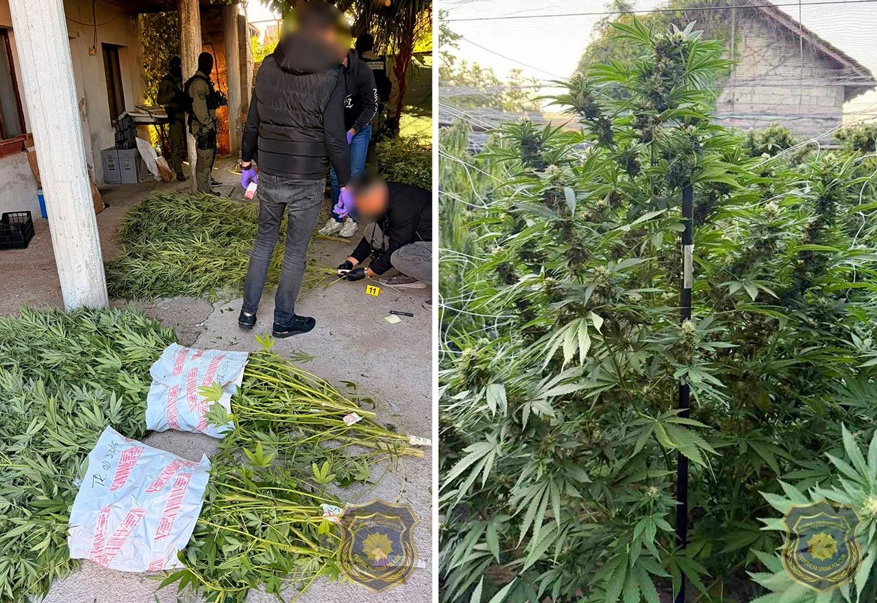 Uhićenja u Čapljini nakon otkrivanja plantaže cannabisa