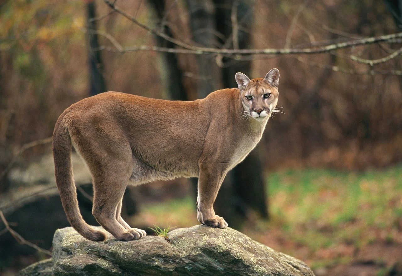 Kod Münchena uočena puma, dignuti helikopteri i dronovi