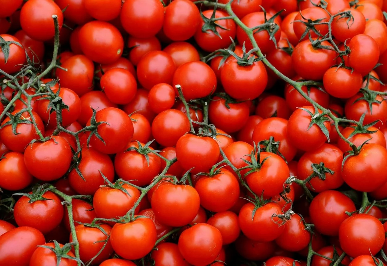 Rajčice zaražene salmonelom prodavale se i u Hrvatskoj