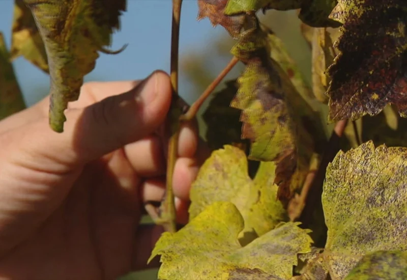 Zlatna žutica poharala vinograde, naređeno krčenje njih 127