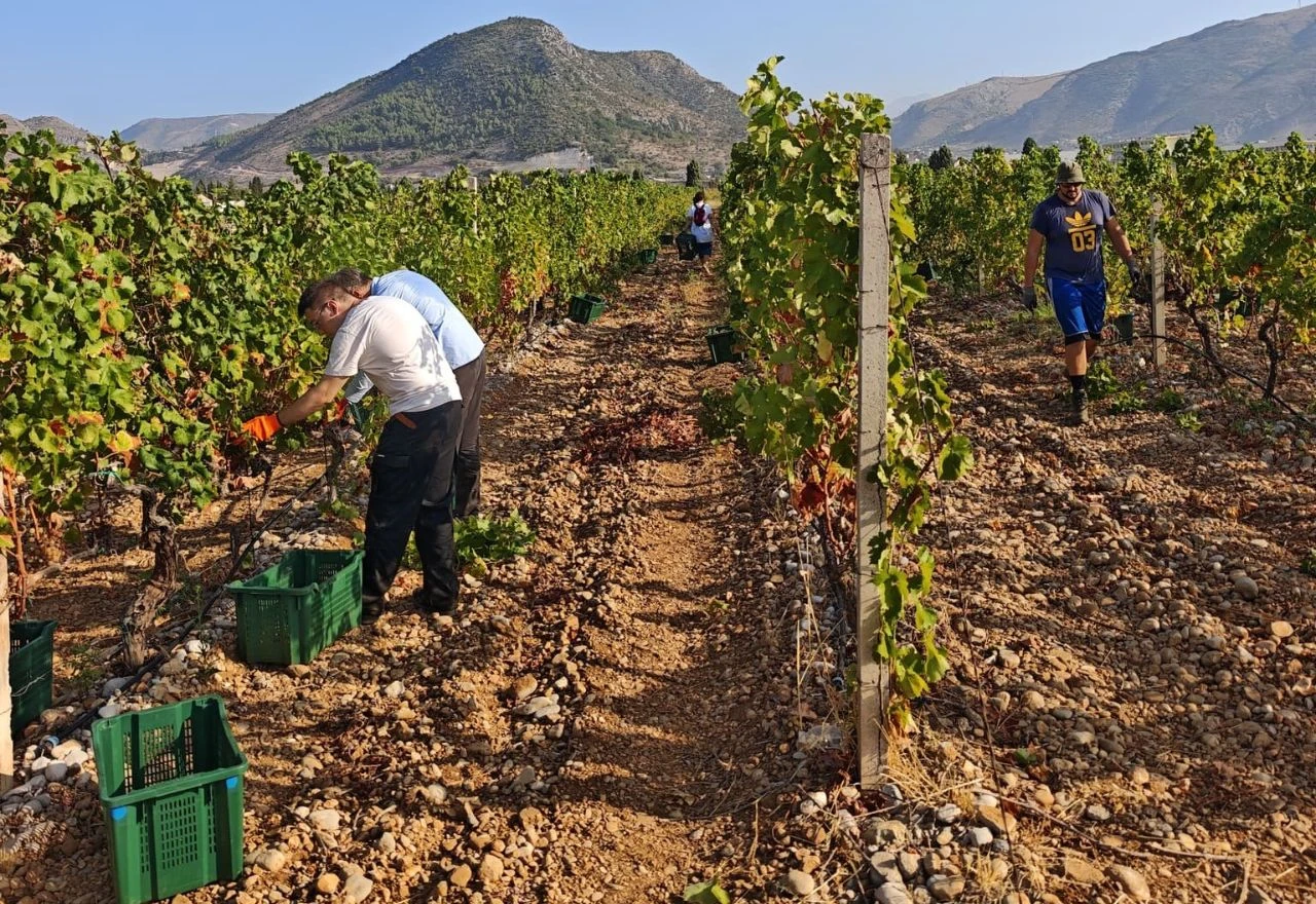 U vinogradima kod Tomislavgrada završena berba: Ubrano oko 70 tona grožđa