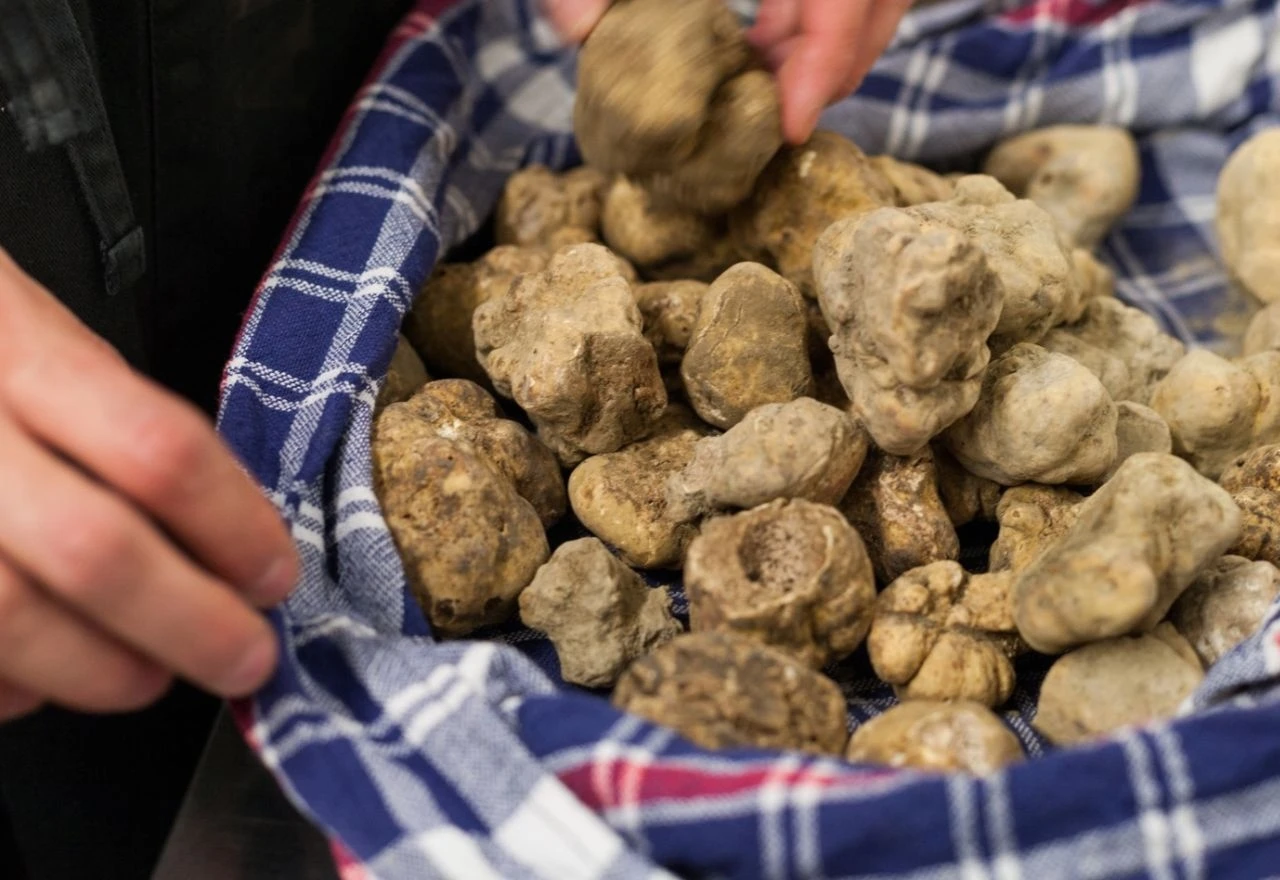 Kilogram bijelog tartufa doseže vrtolgavih 5.000 eura