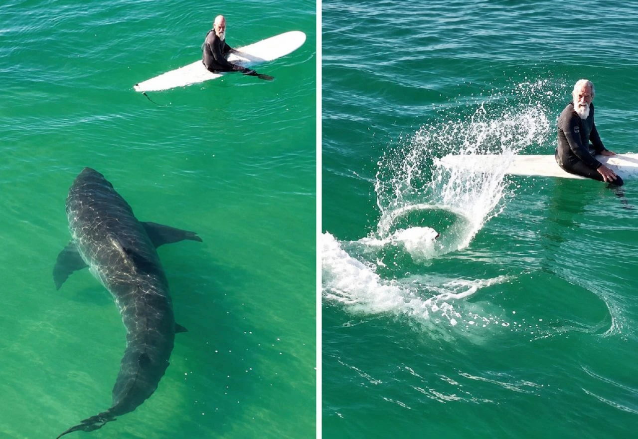VIDEO | Golema bijela psina prišla surferu s leđa, susret snimljen dronom