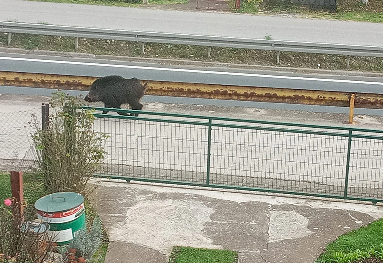 Divlja svinja zalutala u naselje, nasrnula na djecu, dvije žene, policajca…