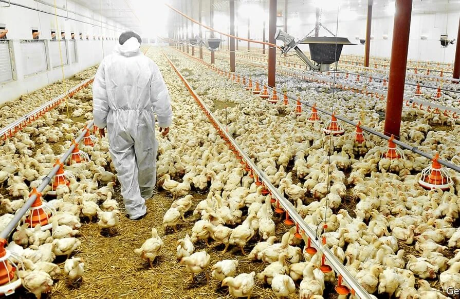 Udruženje peradara: Pozivamo nadležne institucije na racionalnije upravljanje rudom mrkoga uglja