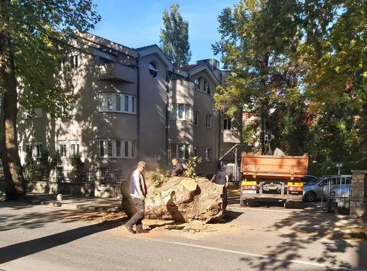 Mostar: Uklonjeno uginulo stablo platana