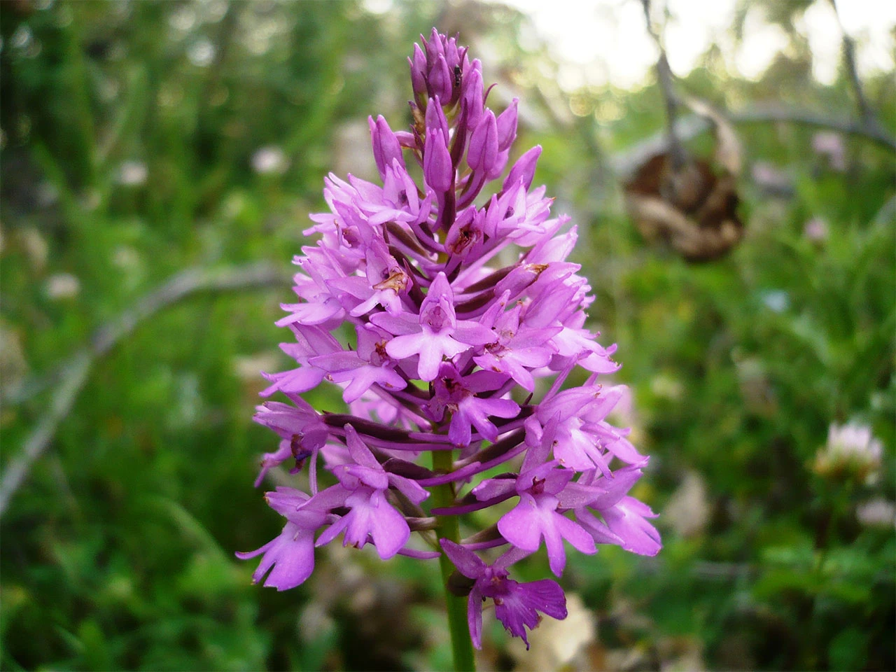 14 divljerastućih orhideja prisutno na području Parka prirode Hutovo blato