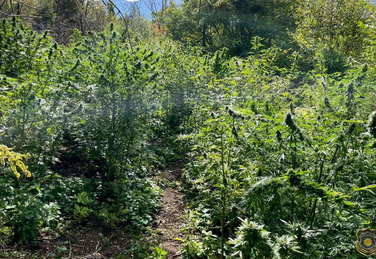 Konjic: Palo 160 stabljika i 30 kilograma osušene ''zeljaste materije''