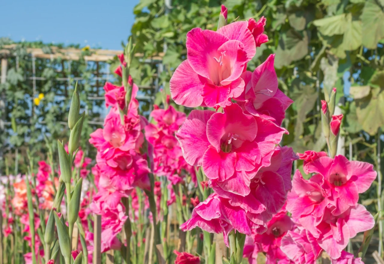 Sačuvajte lukovice gladiola od niskih temperatura