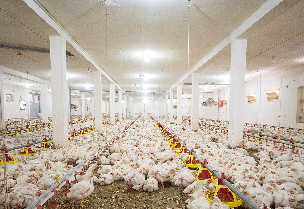 Cijene jaja i peradi rastu za najmanje 10 posto