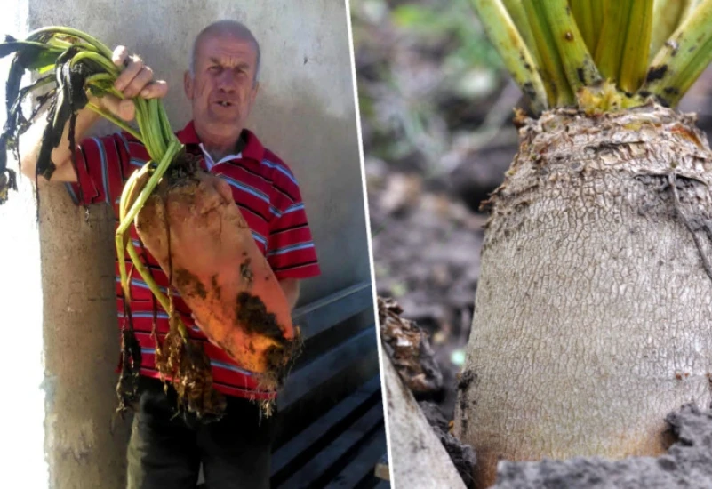 Gigantska stočna repa iz Bugojna izazvala pomutnju na društvenim mrežama 