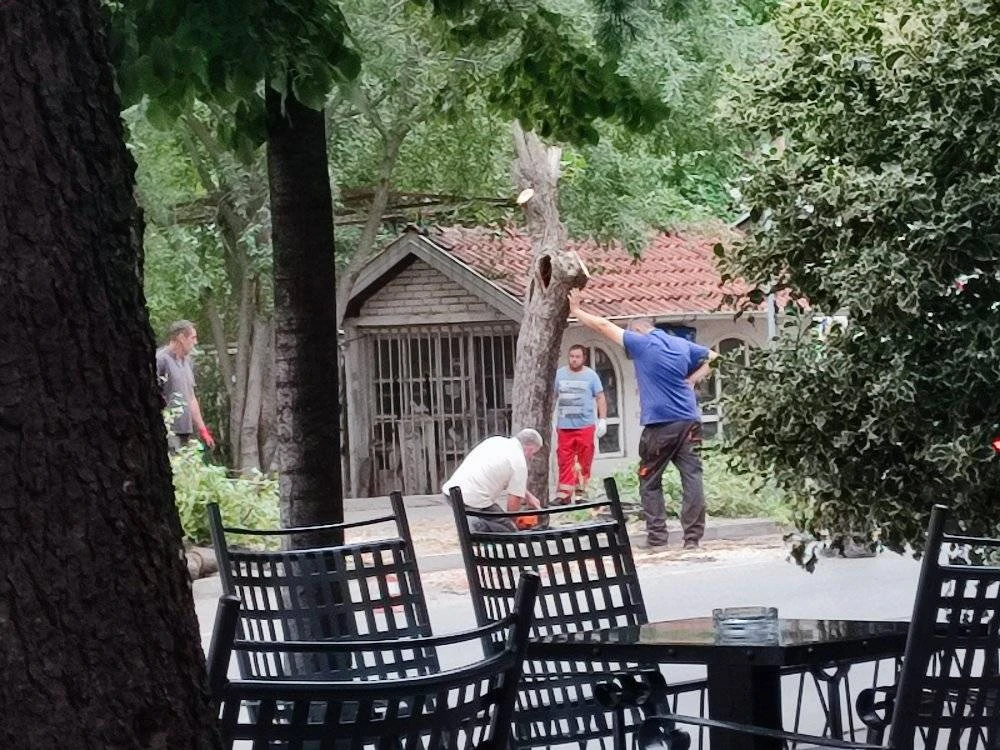 VIDEO: Uklonjeno stablo u Radićevoj