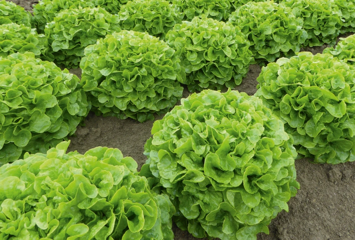 Zimski uzgoj salate: Koje sorte odabrati?
