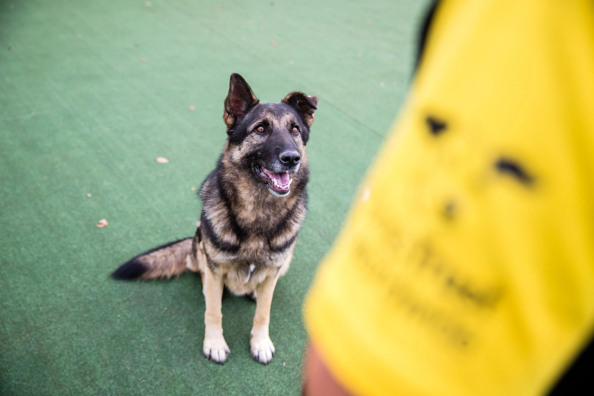 Dogs Trust: 10 godina u BiH, i nastavljamo zajedno