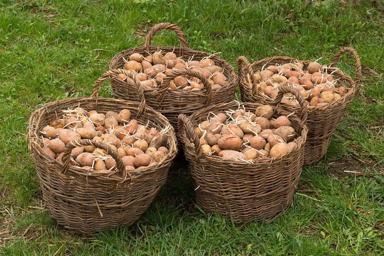 Vađenje, sušenje i skladištenje krumpira: Na što treba obratiti pozornost?