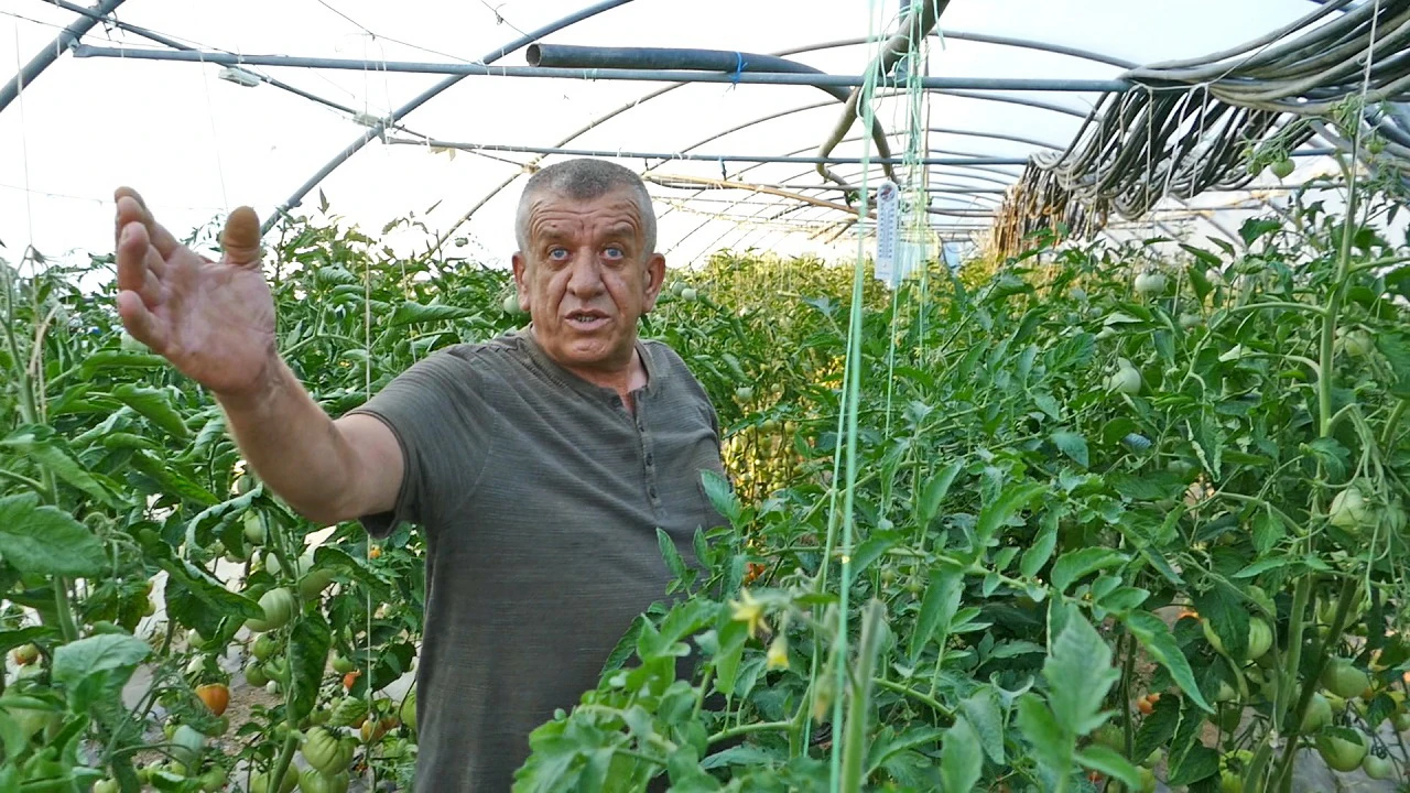 Najbrža i najbolja zarada, posadio sam 700 stabljika i očekujem ekstra profit