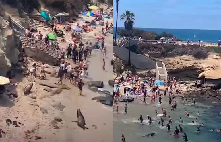 VIDEO | Morski lavovi tjerali kupače s plaže u Kaliforniji