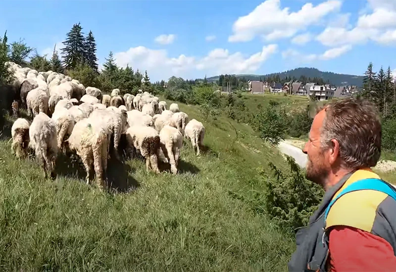 Tri ga žene ostavile zbog ovaca