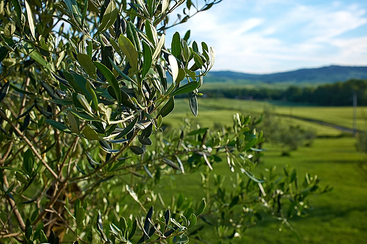 Hercegovinu će prekriti masline