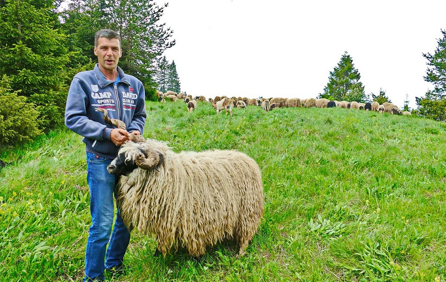 Ovo je najsretniji ovčar na svijetu, da se ponovo rodi sve bi ponovio