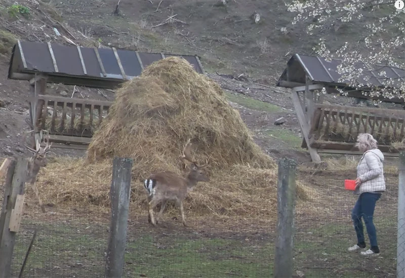 Jeleni, labudovi… Pravi mali raj u blizini Kreševa