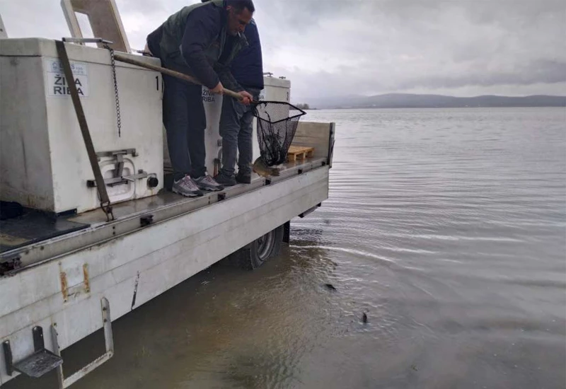 Buško jezero poribljeno s 10 tisuća šaranske mlađi