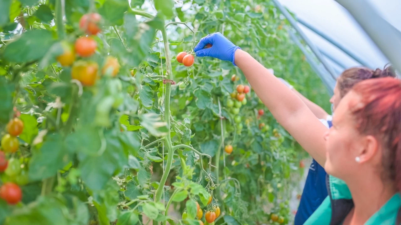 Brojni problemi u prerađivačkom sektoru zbog poremećaja na svjetskom tržištu