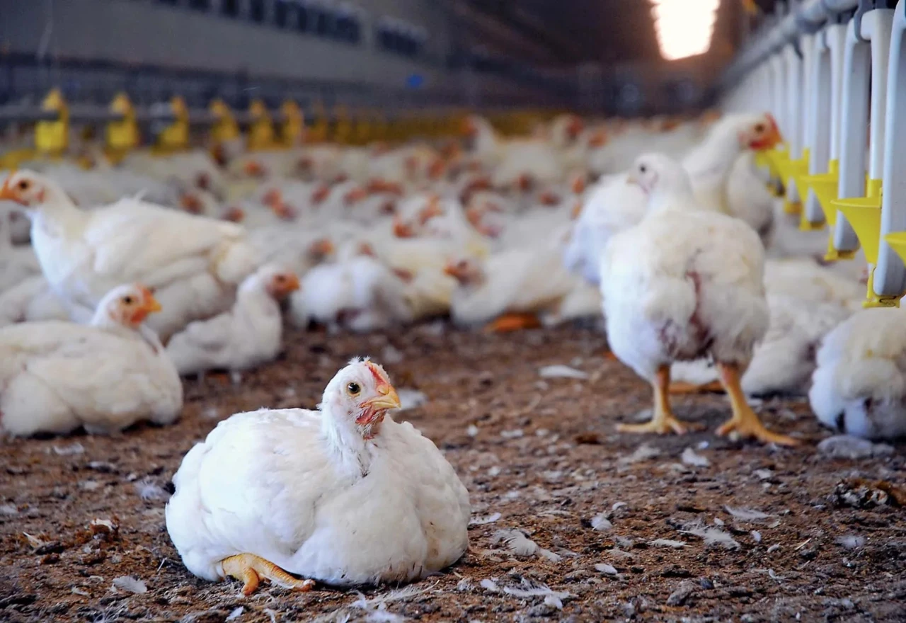 Cijene 'skočile u nebesa', a farmeri u nikad težem položaju