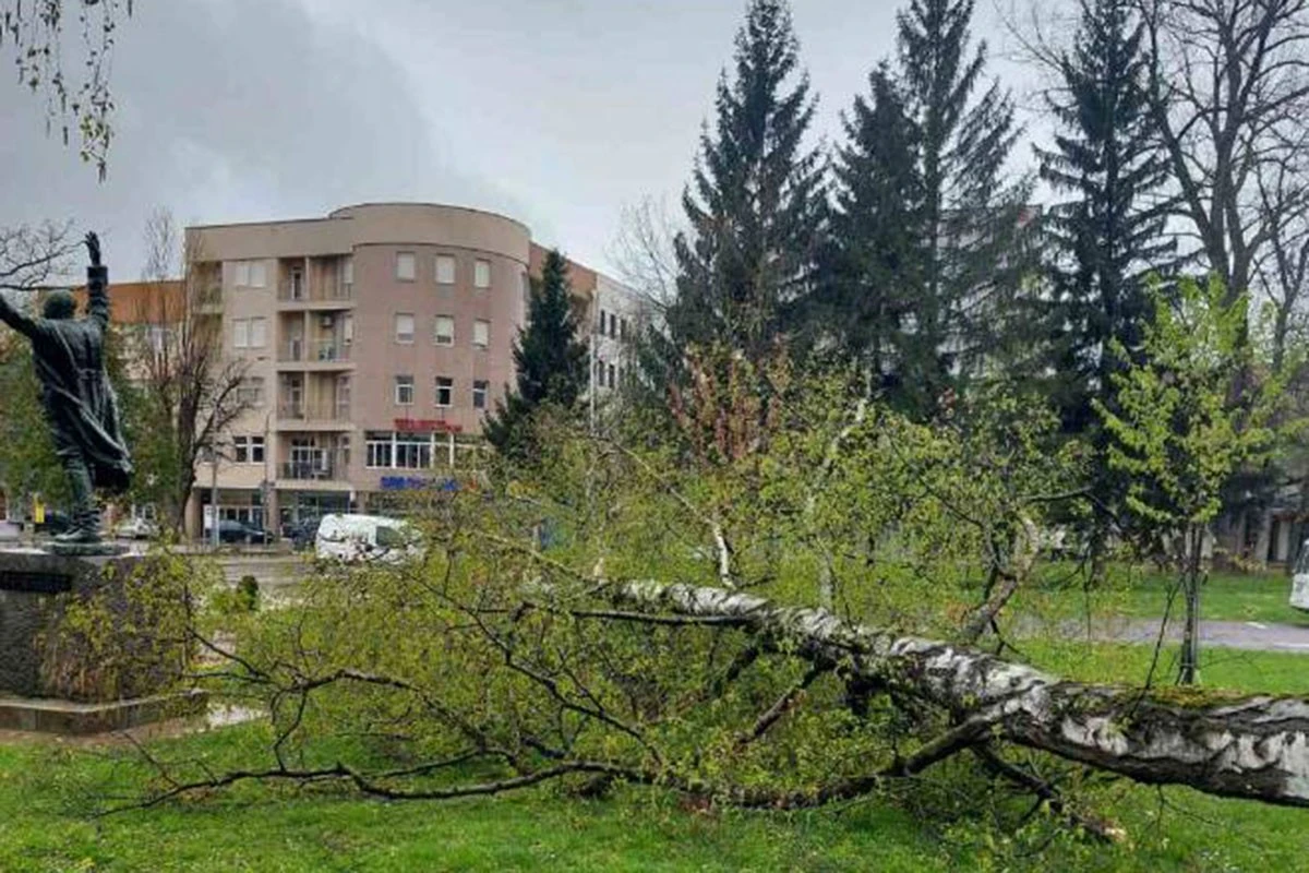 Prijedor: Vjetar rušio stabla
