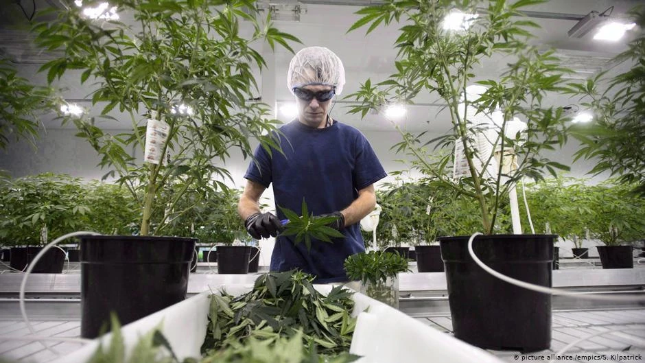 Albanija legalizira kanabis