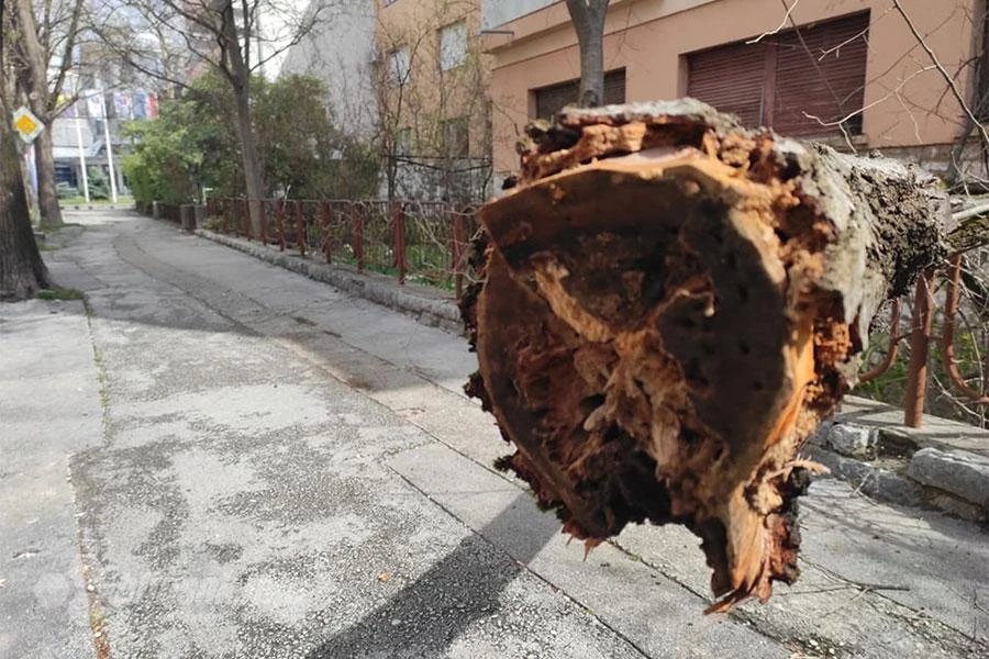 Nije grana kriva što je trula