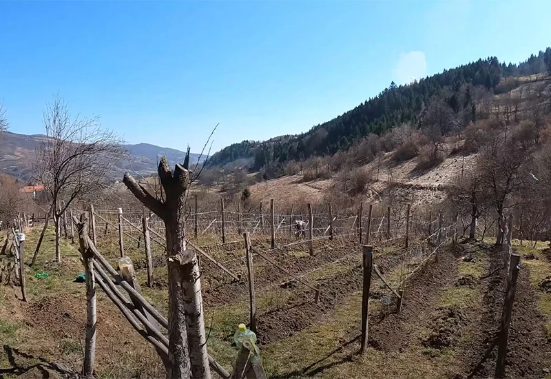 Otkupna cijena maline mogla bi ići na 10 KM
