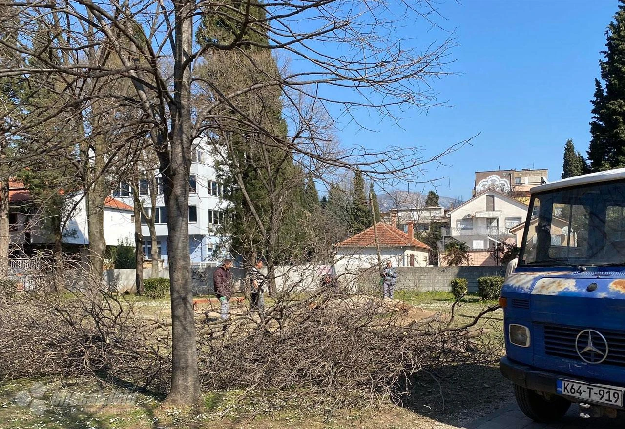 Palo stablo u parku Zrinjevac