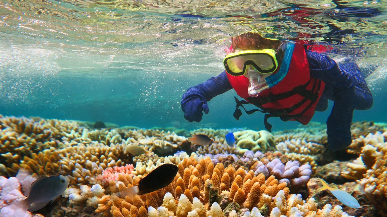 Zatopljenje oceana prijeti češćim izbjeljivanjem Velikog koraljnog grebena