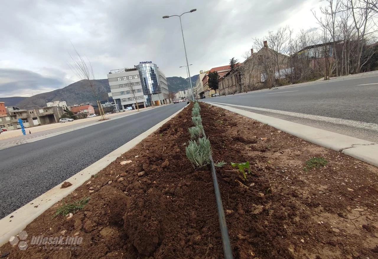 Mostar: Posađena lavanda na potezu od Španjolskog trga do Ere