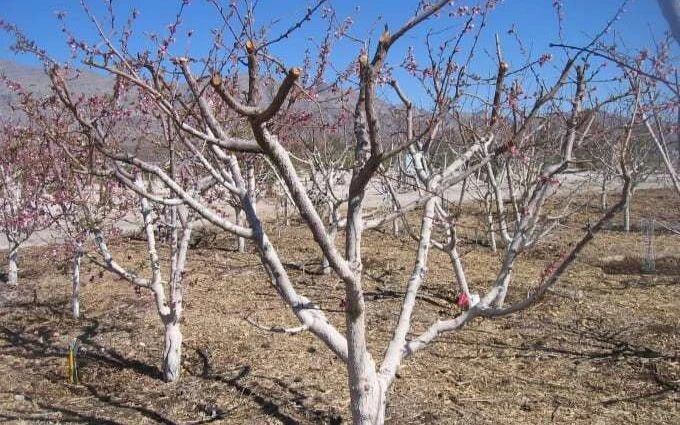 Preporuke voćarima, maslinarima i vinogradarima