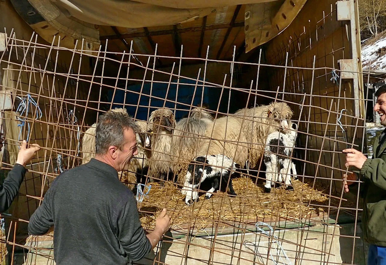 Požalio se da je izgubio stado ovaca, građani mu ga utrostručili 
