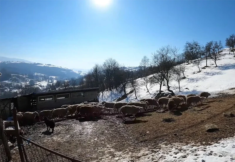 Da su imali 1000 janjadi sve bi prodali