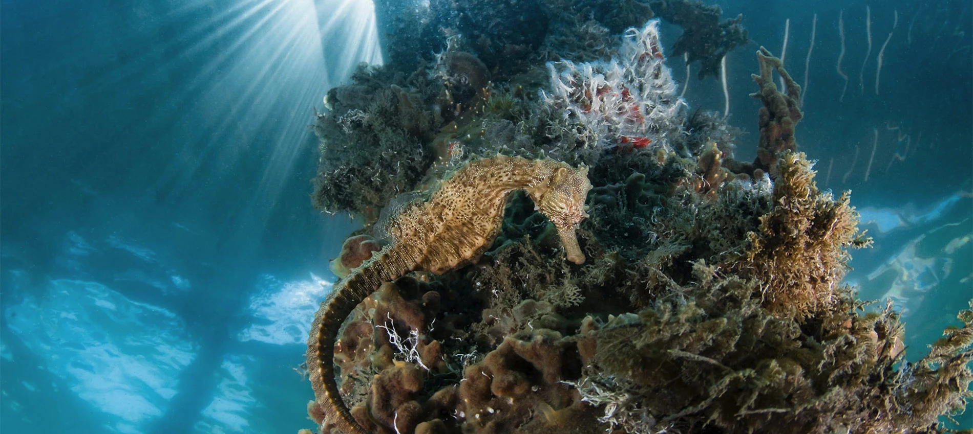 Mora umiru: Ubrzano raste zakiseljavanje oceana
