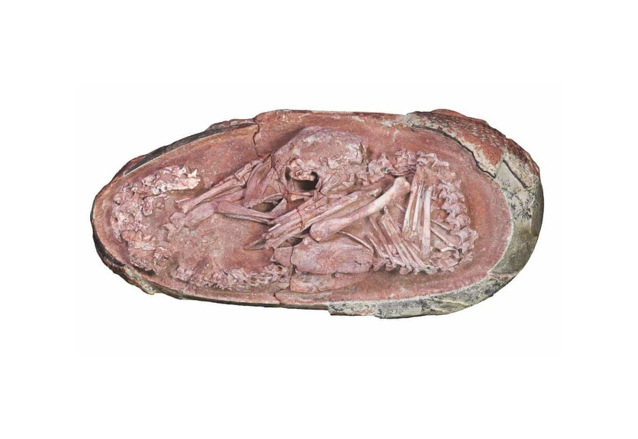 Otkriven savršeno očuvani embrij dinosaura
