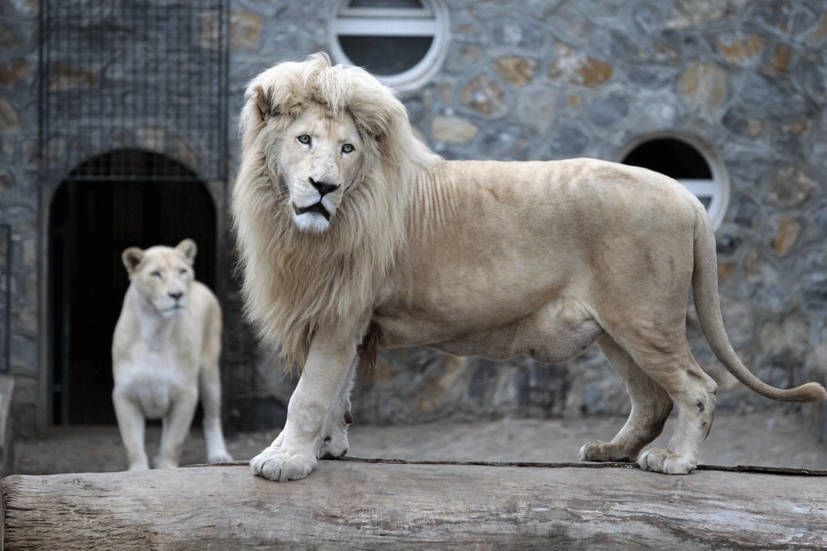 Kod lavova u ZOO Zagreb potvrđen covid-19