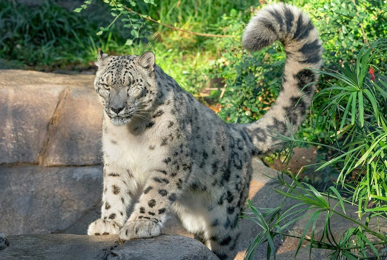 Covid pokosio životinje u dječjem zoološkom vrtu