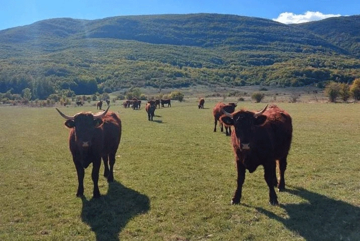 Pozitivna priča iz Roškog Polja: Stočarstvo kao nova šansa