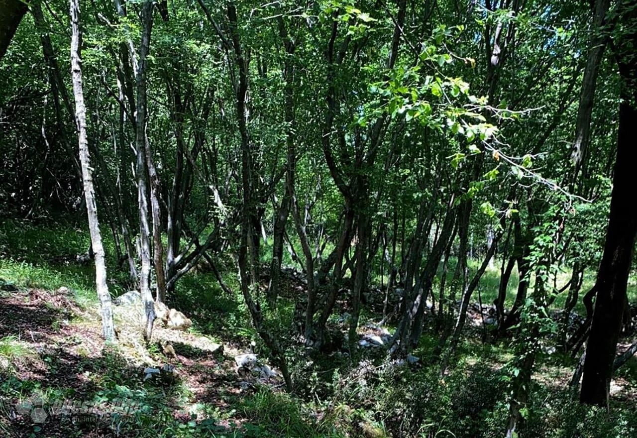 OHR: Šume su u isključivoj nadležnosti države BiH