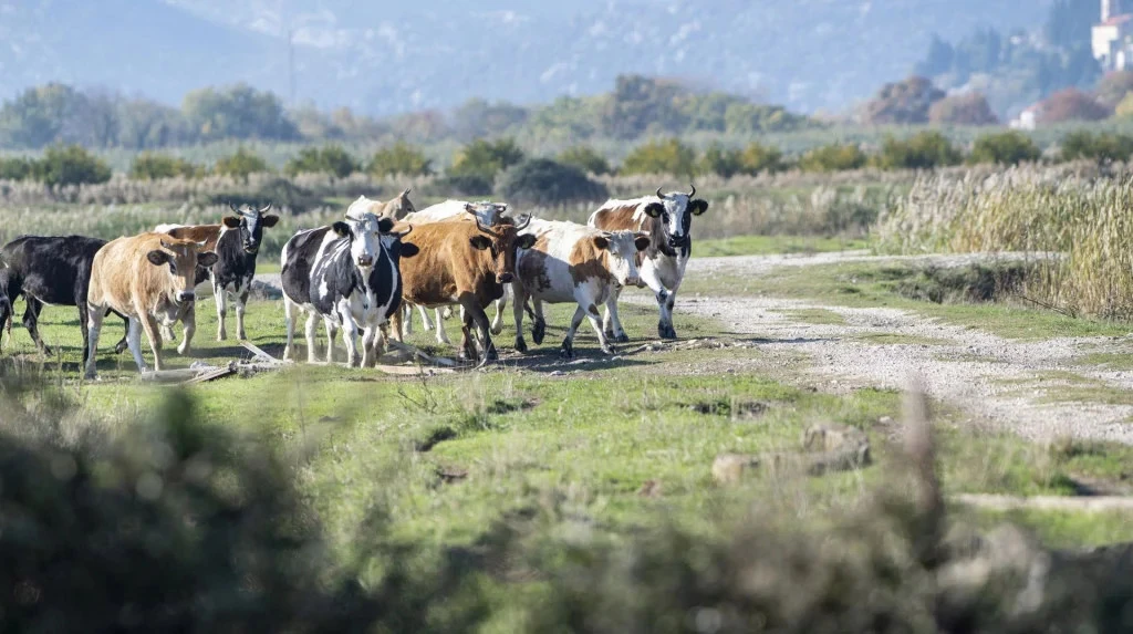 Država naredila odstrel stotina krava i konja uz obalu Neretve! 
